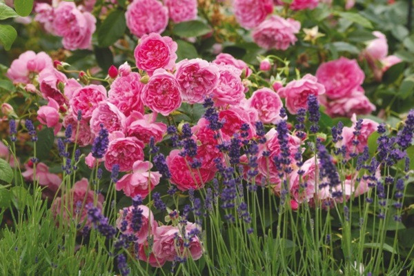 Rose Harlow Carr, Rosa Harlow Carr, David Austin Rose, English Roses, Shrub roses, pink roses, 